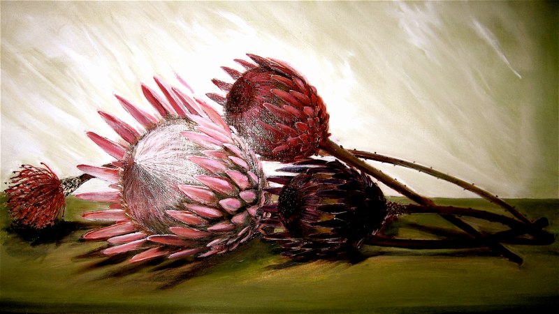 Protea Family