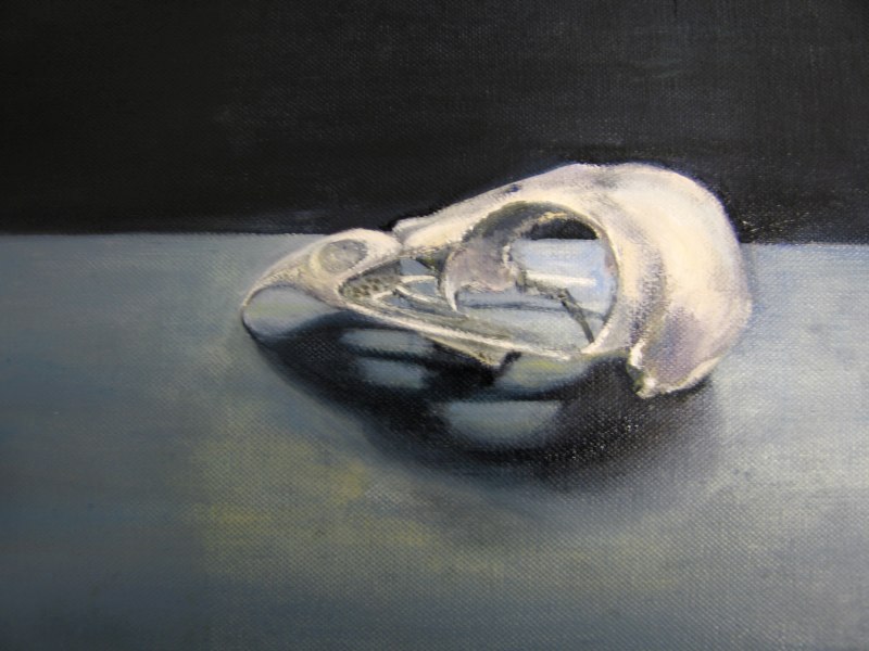 Buzzard Skull
