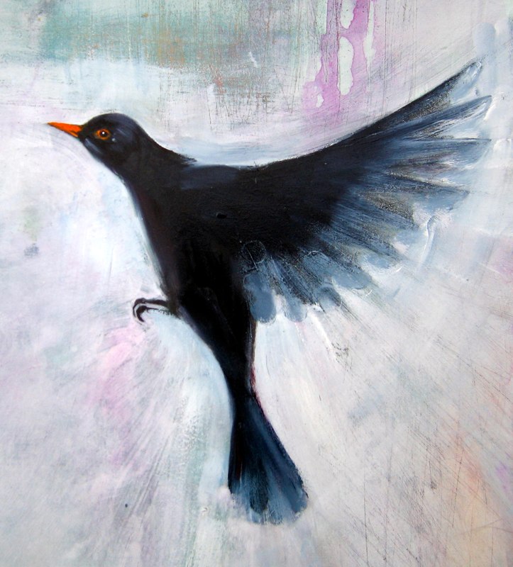 Black bird